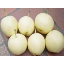 Supply The 2016 Crop Fresh Sweet Nutritions Ya Pear with Low Price